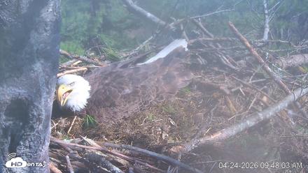 VINS Bald Eagles Nest Live Cams - Apr 24, 2026, 9:49am EDT