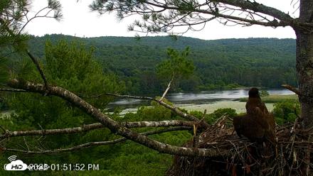 VINS Bald Eagles Nest Live Cams - Jul 10, 2026, 1:52pm EDT