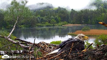 VINS Bald Eagles Nest Live Cams - May 25, 2026, 6:26am EDT