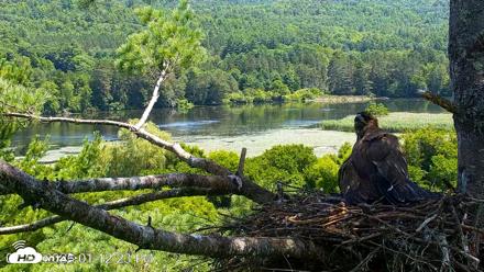 VINS Bald Eagles Nest Live Cams - Jul 24, 2026, 1:13pm EDT