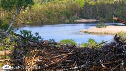 VINS Bald Eagles Nest Live Cams - May 18, 2026, 6:30pm EDT