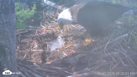 VINS Bald Eagles Nest Live Cams - May 7, 2026, 3:23pm EDT
