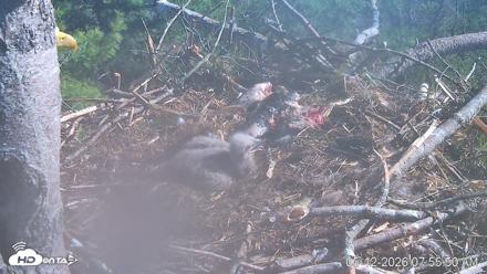 VINS Bald Eagles Nest Live Cams - May 12, 2026, 7:56am EDT