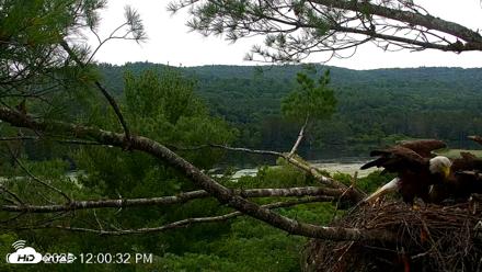VINS Bald Eagles Nest Live Cams - Jul 18, 2026, 12:01pm EDT
