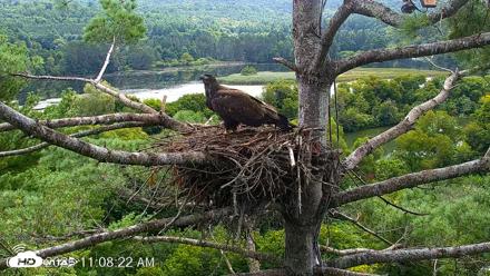 VINS Bald Eagles Nest Live Cams - Aug 22, 2026, 11:09am EDT