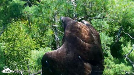 VINS Bald Eagles Nest Live Cams - Jul 27, 2026, 1:01pm EDT