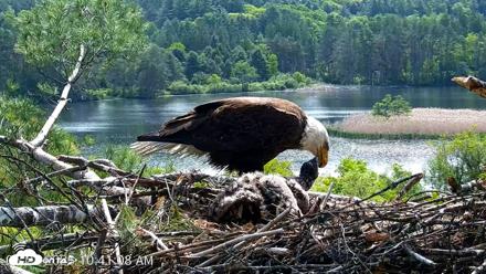 VINS Bald Eagles Nest Live Cams - May 27, 2026, 10:41am EDT