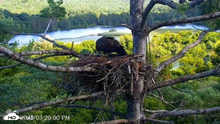 VINS Bald Eagles Nest Live Cams - Aug 15, 2026, 3:29pm EDT