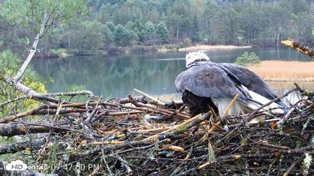 VINS Bald Eagles Nest Live Cams - Apr 30, 2026, 7:47pm EDT