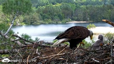 VINS Bald Eagles Nest Live Cams - May 19, 2026, 3:23pm EDT