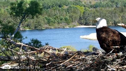 VINS Bald Eagles Nest Live Cams - May 12, 2026, 3:59pm EDT