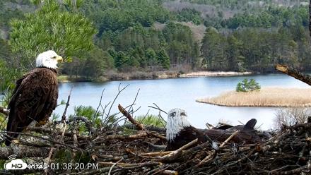 VINS Bald Eagles Nest Live Cams - Apr 25, 2026, 1:39pm EDT