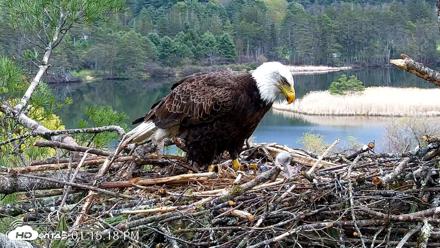 VINS Bald Eagles Nest Live Cams - May 2, 2026, 1:16pm EDT