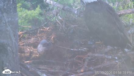 VINS Bald Eagles Nest Live Cams - May 10, 2026, 1:57pm EDT