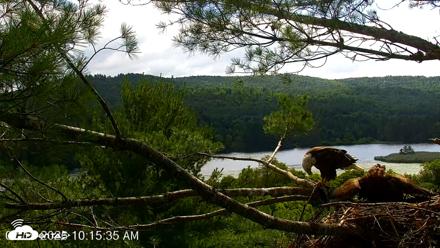 VINS Bald Eagles Nest Live Cams - Jul 19, 2026, 10:16am EDT