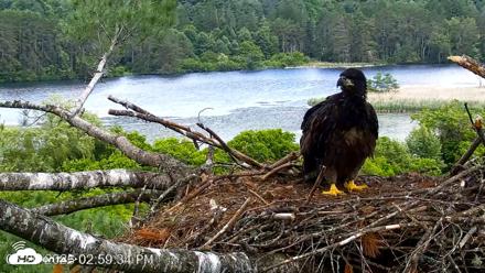 VINS Bald Eagles Nest Live Cams - Jun 20, 2026, 3:01pm EDT