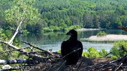 VINS Bald Eagles Nest Live Cams - Jun 8, 2026, 1:27pm EDT