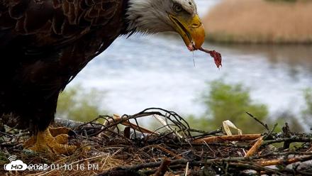 VINS Bald Eagles Nest Live Cams - May 13, 2026, 1:10pm EDT