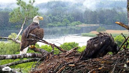 VINS Bald Eagles Nest Live Cams - Jun 26, 2026, 5:33am EDT