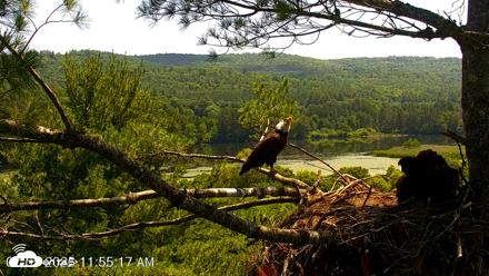 VINS Bald Eagles Nest Live Cams - Jul 5, 2026, 11:55am EDT