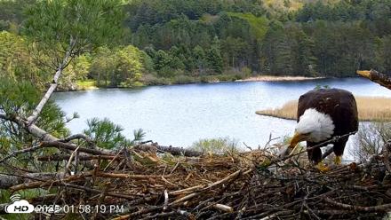 VINS Bald Eagles Nest Live Cams - May 7, 2026, 1:59pm EDT