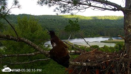 VINS Bald Eagles Nest Live Cams - Jul 3, 2026, 5:37pm EDT