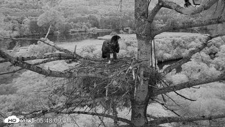 VINS Bald Eagles Nest Live Cams - Jul 29, 2026, 5:48am EDT