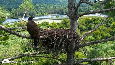 VINS Bald Eagles Nest Live Cams - Aug 12, 2026, 1:31pm EDT