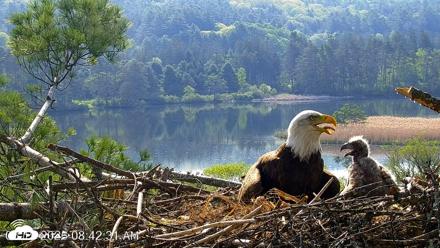 VINS Bald Eagles Nest Live Cams - May 19, 2026, 8:43am EDT