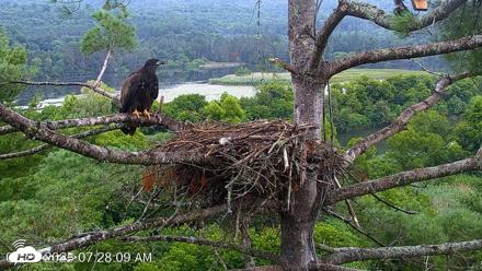 VINS Bald Eagles Nest Live Cams - Jul 29, 2026, 7:28am EDT