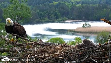 VINS Bald Eagles Nest Live Cams - May 20, 2026, 10:08am EDT