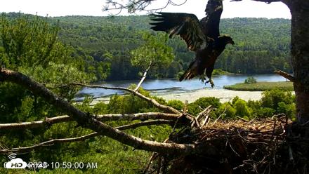 VINS Bald Eagles Nest Live Cams - Jul 17, 2026, 10:59am EDT