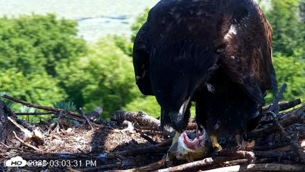 VINS Bald Eagles Nest Live Cams - Jul 24, 2026, 3:04pm EDT