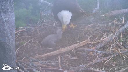 VINS Bald Eagles Nest Live Cams - May 8, 2026, 10:05am EDT