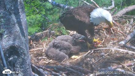 VINS Bald Eagles Nest Live Cams - May 26, 2026, 11:08am EDT