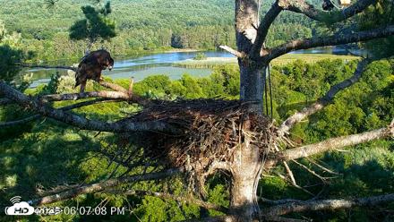 VINS Bald Eagles Nest Live Cams - Aug 13, 2026, 6:08pm EDT