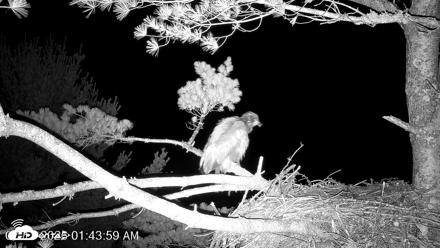 VINS Bald Eagles Nest Live Cams - Jul 17, 2026, 1:45am EDT