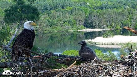 VINS Bald Eagles Nest Live Cams - May 22, 2026, 5:28pm EDT