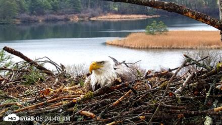 VINS Bald Eagles Nest Live Cams - Apr 15, 2026, 8:25am EDT