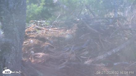 VINS Bald Eagles Nest Live Cams - Apr 27, 2026, 2:16pm EDT