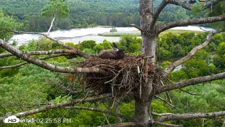 VINS Bald Eagles Nest Live Cams - Aug 12, 2026, 2:26pm EDT