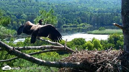 VINS Bald Eagles Nest Live Cams - Jul 24, 2026, 10:43am EDT
