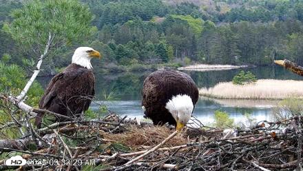 VINS Bald Eagles Nest Live Cams - May 13, 2026, 9:34am EDT