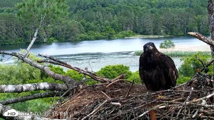 VINS Bald Eagles Nest Live Cams - Jun 23, 2026, 3:33pm EDT