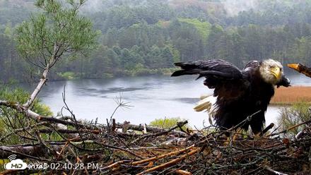 VINS Bald Eagles Nest Live Cams - May 14, 2026, 2:41pm EDT