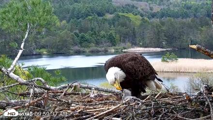 VINS Bald Eagles Nest Live Cams - May 9, 2026, 10:00am EDT