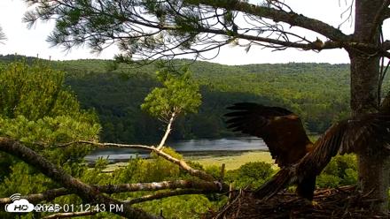 VINS Bald Eagles Nest Live Cams - Jul 20, 2026, 1:13pm EDT