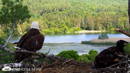 VINS Bald Eagles Nest Live Cams - Jun 12, 2026, 3:25pm EDT