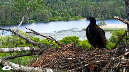 VINS Bald Eagles Nest Live Cams - Jun 24, 2026, 3:30pm EDT