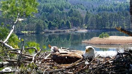 VINS Bald Eagles Nest Live Cams - Apr 26, 2026, 10:37am EDT